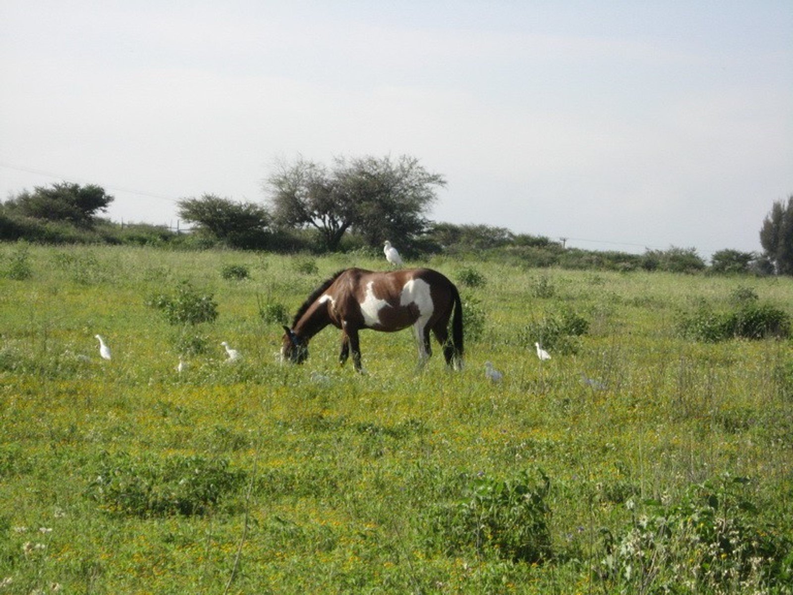VENTA DE TERRENO EN SAN MIGUEL DE ALLENDE A PIE DE LA PRESA - Image 11